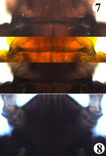 Ixodes festai